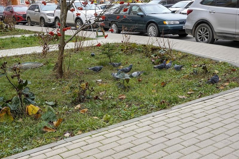 Автомобили и голуби фото превью