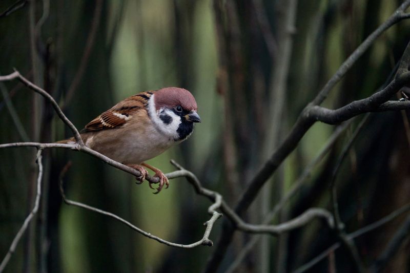 *** фото превью