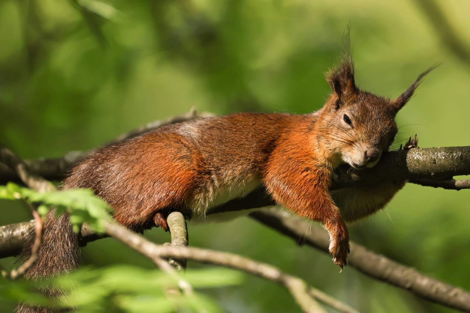 белка, белочка, весна, Ruslan Pl