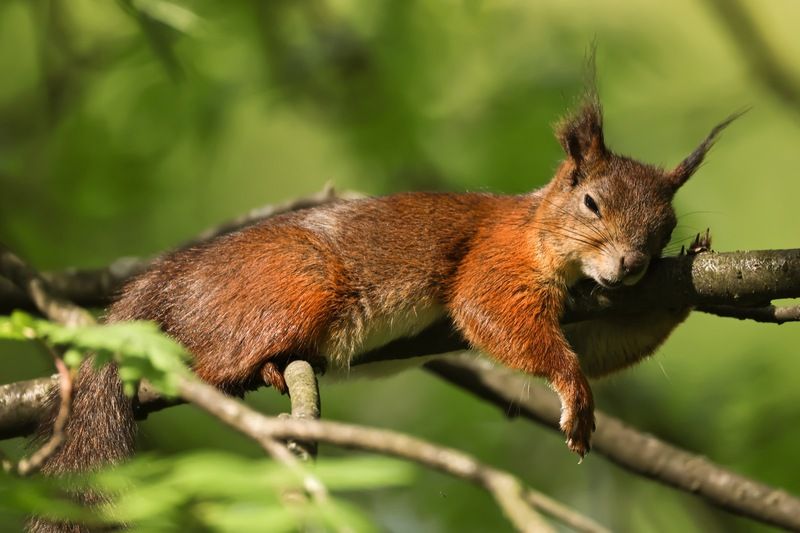 белка, белочка, весна Сладкий сон фото превью