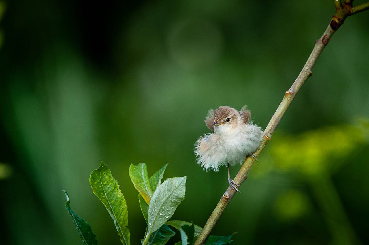 камышевка, птица, Anton