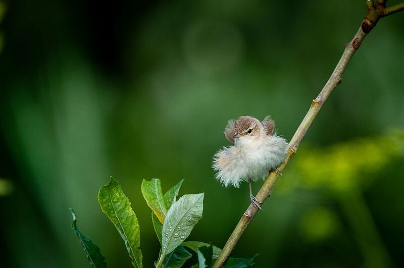 камышевка, птица камышевка на ветру фото превью