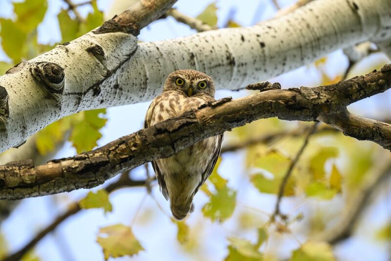 Никого нет дома! фото превью