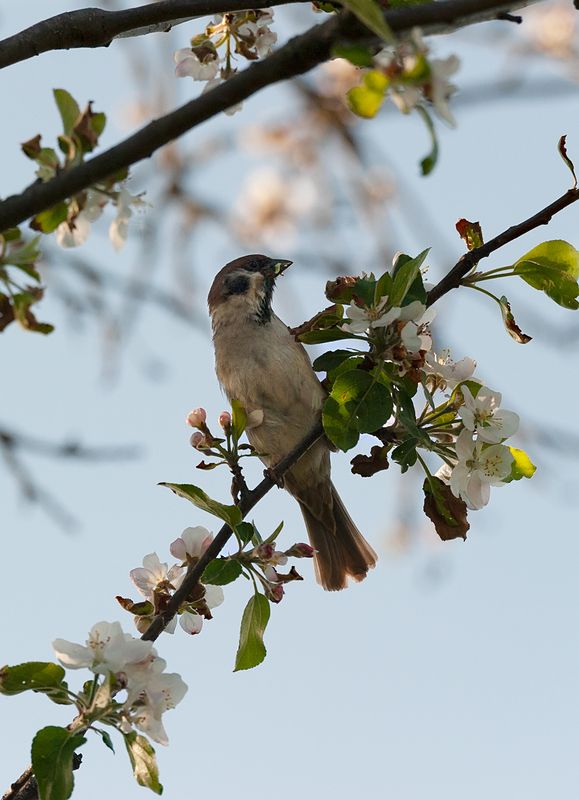 Полевой воробей фото превью