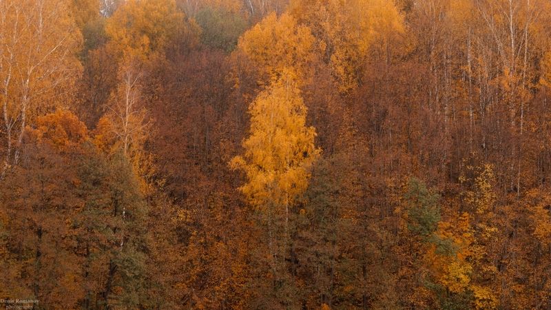nature, природа, autumn, осень, лес ,forest *** фото превью