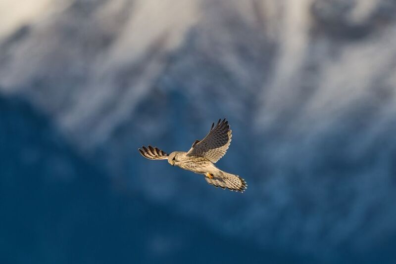 Мгновенья охоты фото превью
