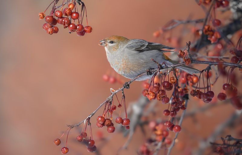 Pine grosbeak (f) фото превью