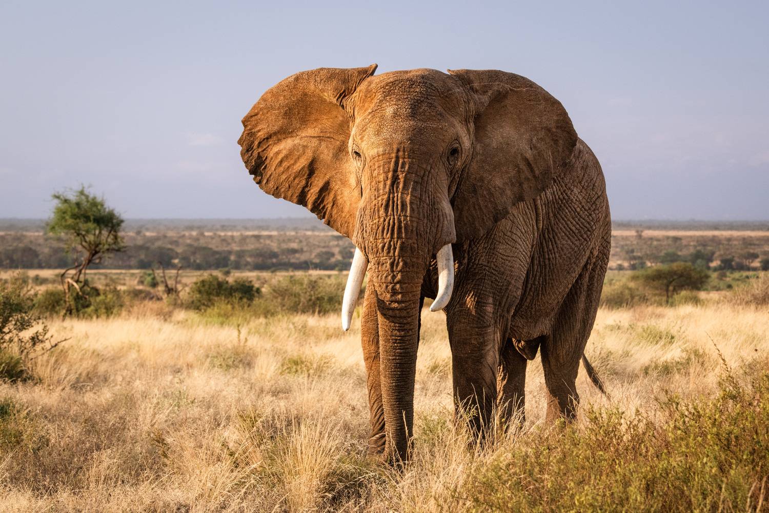 африка, кения, слон, животные, природа, дикая природа, africa, Дмитрий Николаев