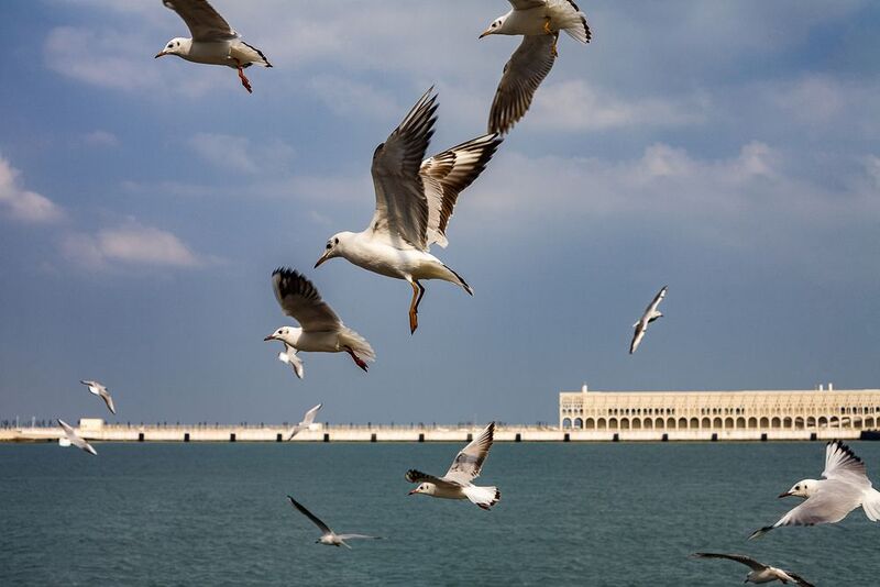 Чайки фото превью