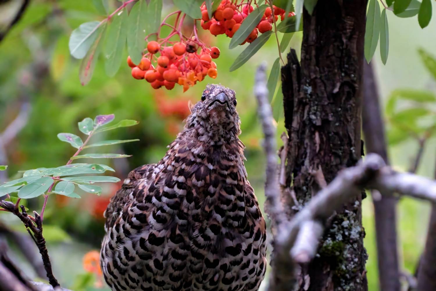 рябчик, красноярские столбы, Багурский Алексей