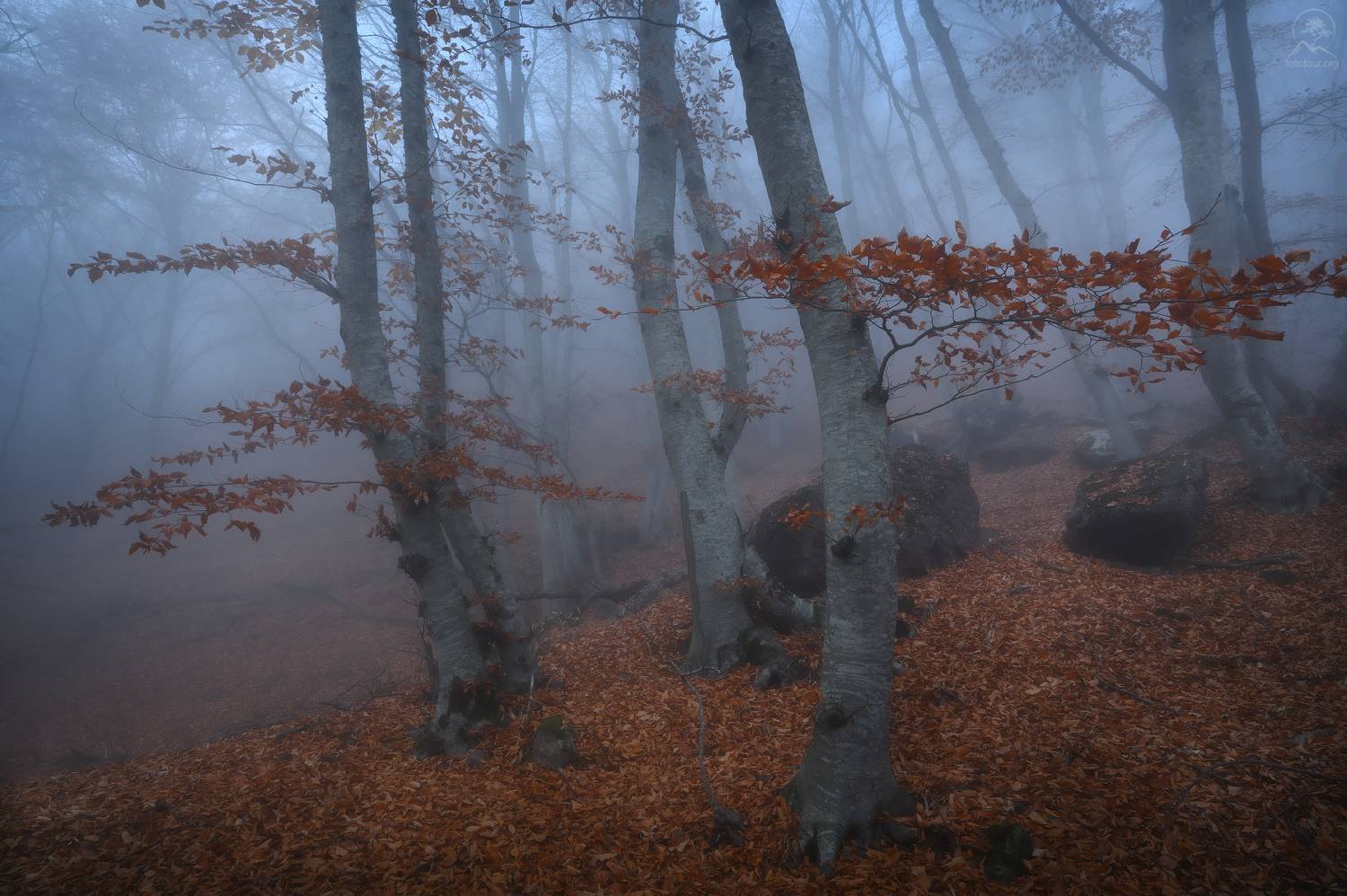крым, осень, лес, демерджи, туман, фототур в крым осенью, Гордиенко Анатолий