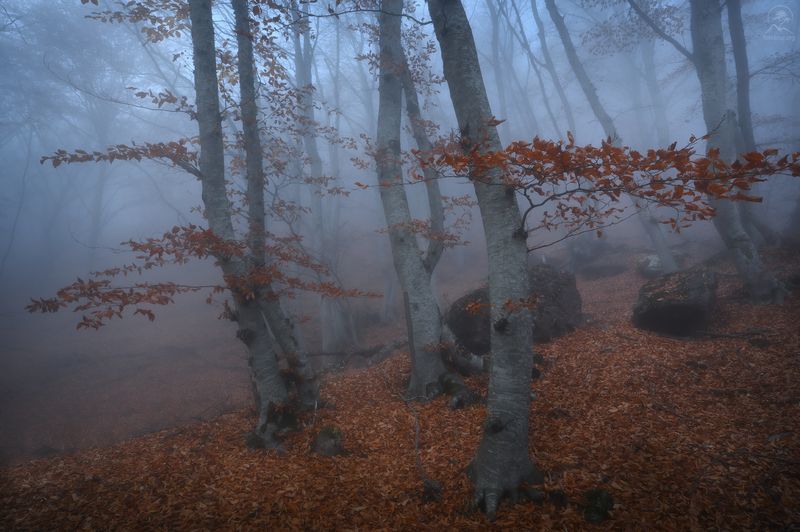 крым, осень, лес, демерджи, туман, фототур в крым осенью Там за туманами фото превью