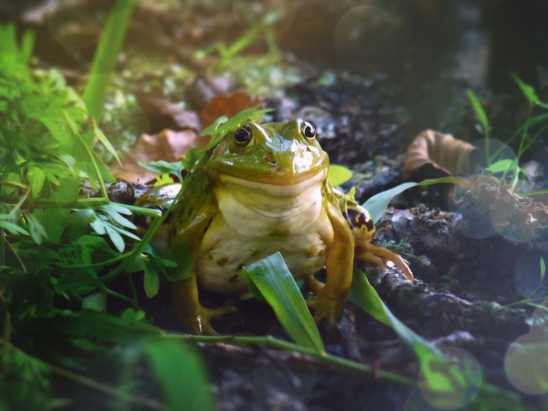 Улыбка Моны Лизы фото превью