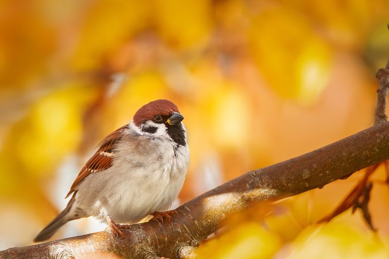 Воробей фото превью