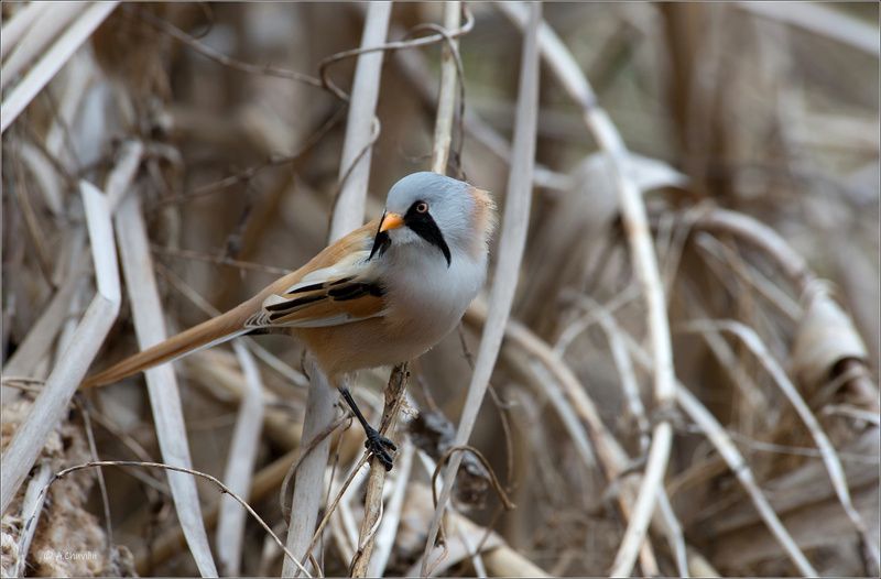 Во все стороны усы ) фото превью