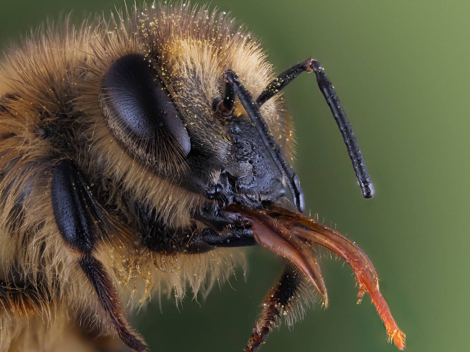 , Олег Савицкий