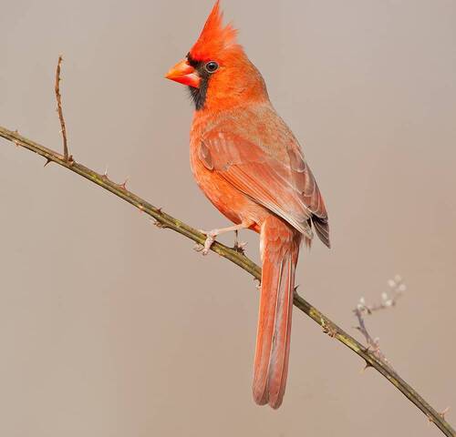 Northern Cardinal male - Красный кардинал самец