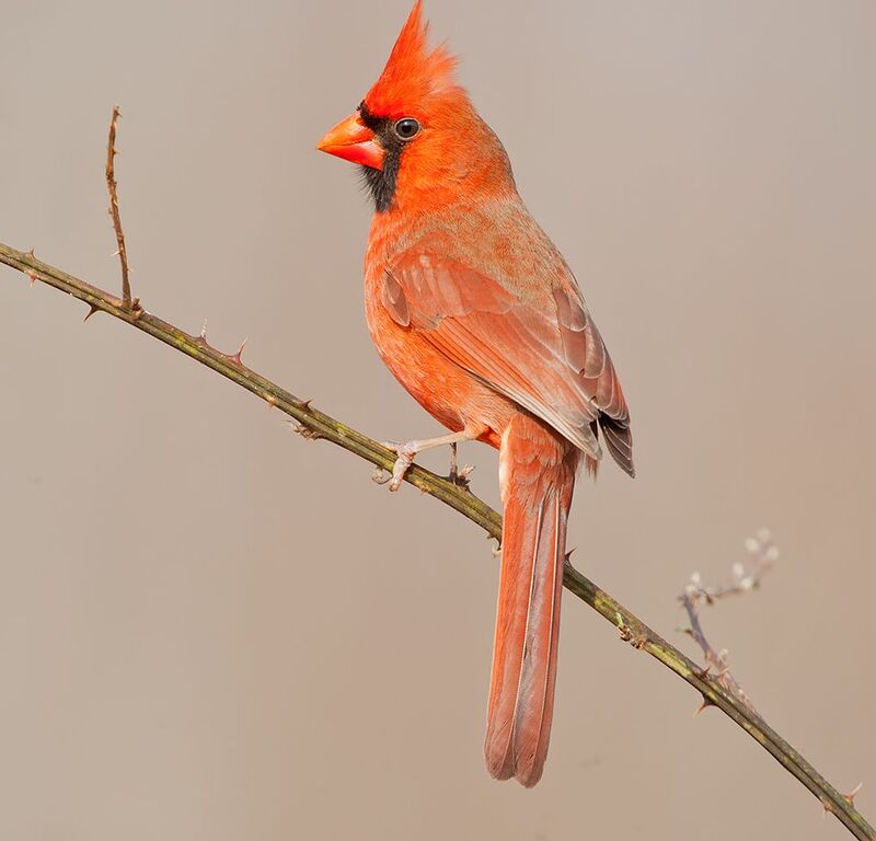 красный кардинал, northern cardinal, cardinal,кардинал, зима Northern Cardinal male - Красный кардинал самец фото превью
