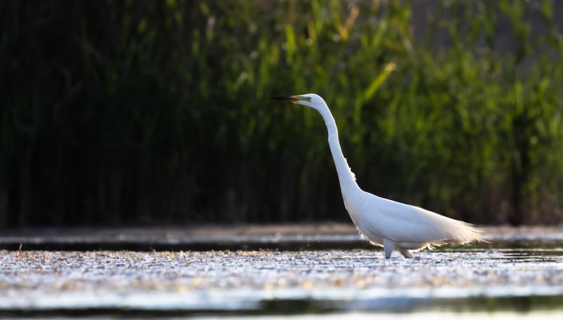 Вечерние прогулки...  фото превью