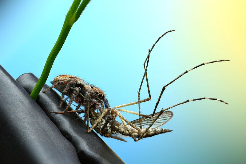 макро, природа, животное, растение, цвет, фото, голубой, паук, трава Обед не по размеру фото превью