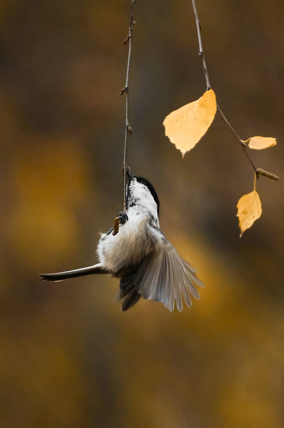 пухляк, буроголовая гаичка, willow tit, Poecile montanus, птица, дикая природа, лесная птица, bird, wild bird, tit, синица, small bird, brown cap, птицы России, birdwatching, nature, wildlife photography, close‑up bird, Полина Шальнева