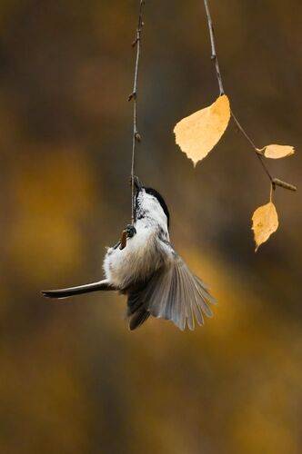 Пухляк / Willow Tit / Poecile montanus