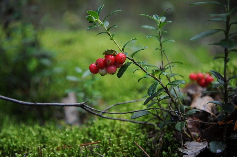 * фото превью