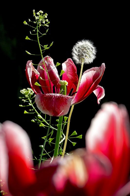 тюльпаны фото превью