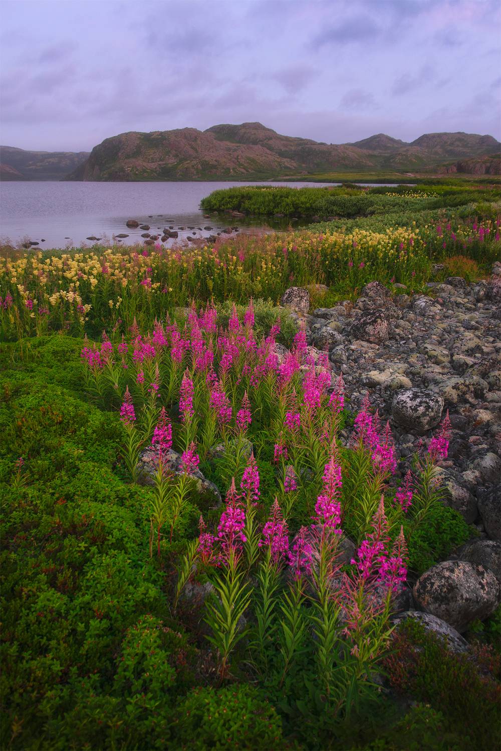 териберка, цветы, закат, скалы, кольский, Растворов Игорь