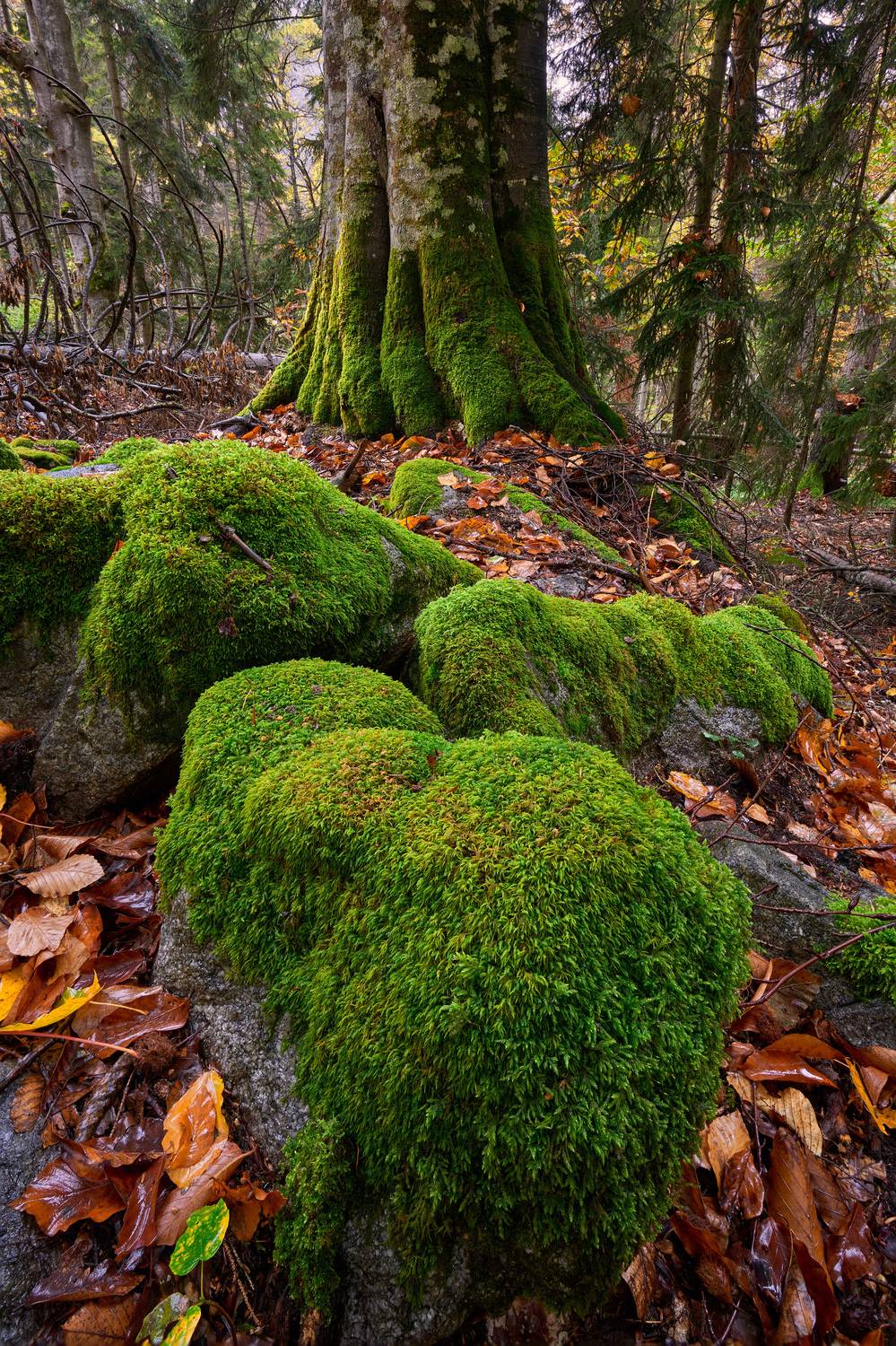 Лес, домбай, Абдулаев Ян
