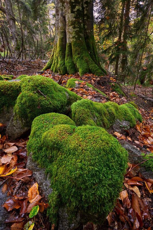 Лес фото превью