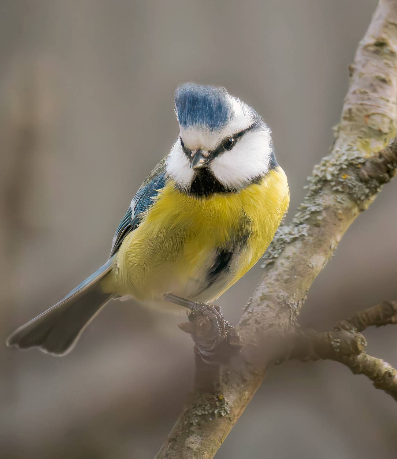 Синица лазоревка обыкновенная бёрдвотчинг птицы, Ворожцова Марина