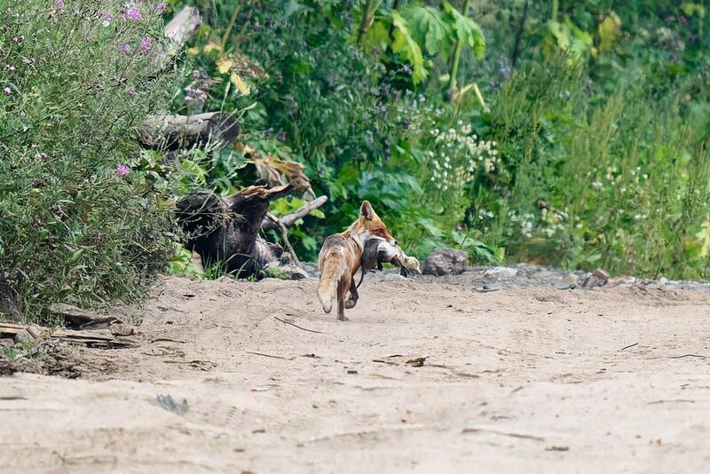 Удачная охота фото превью