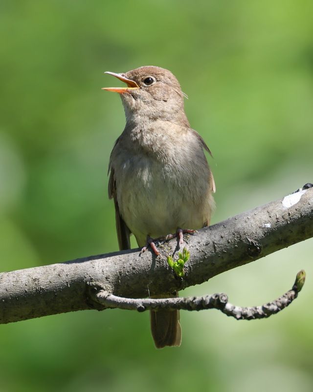 соловей, птицы Соловей фото превью