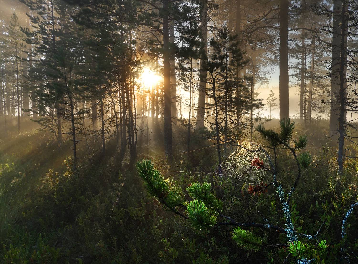 карелия, тайга, восход солнца, белые ночи, лес, паутина, Аркадий Мотовилов