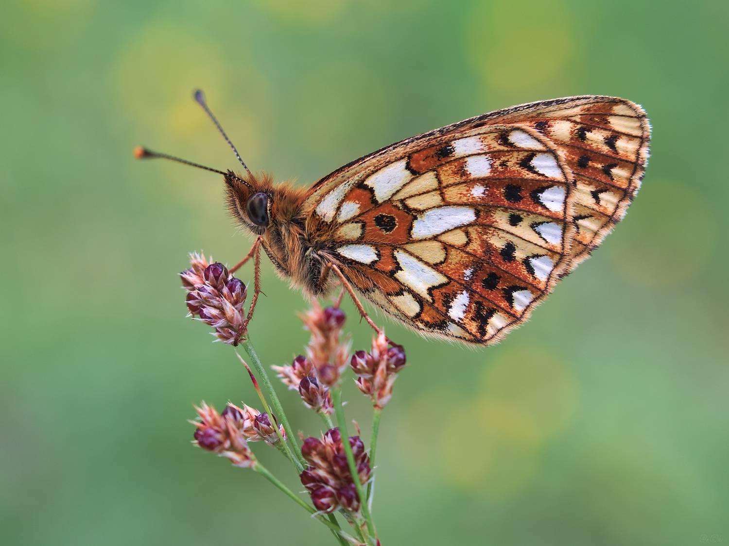 бабочка селена, Чи. Анатолий