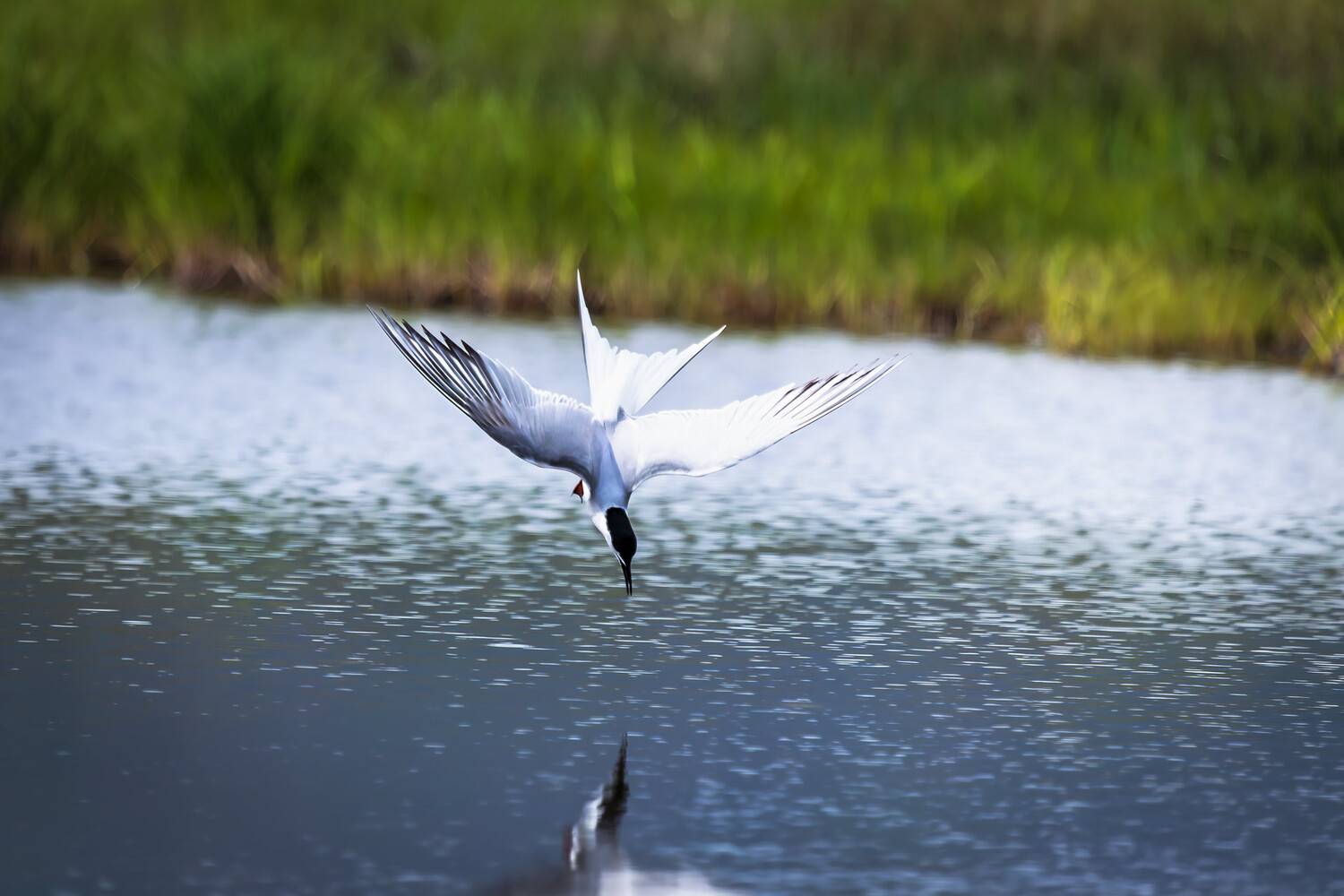 крачка; чайка; охота; пикирование; озеро; камчатский край, Уткин Дмитрий