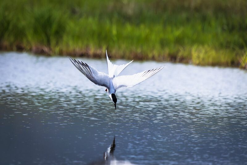 Хроники пикирующей крачки фото превью
