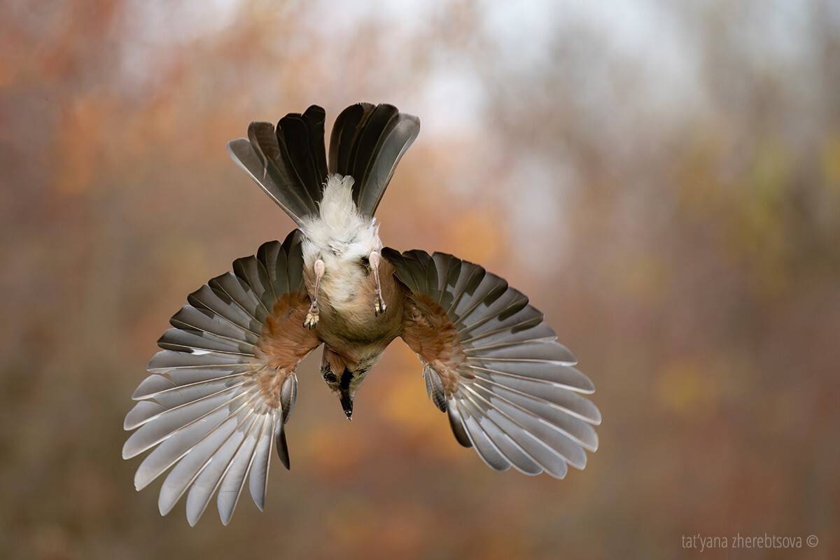 , Татьяна Жеребцова