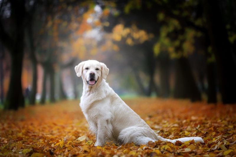 .... фото превью