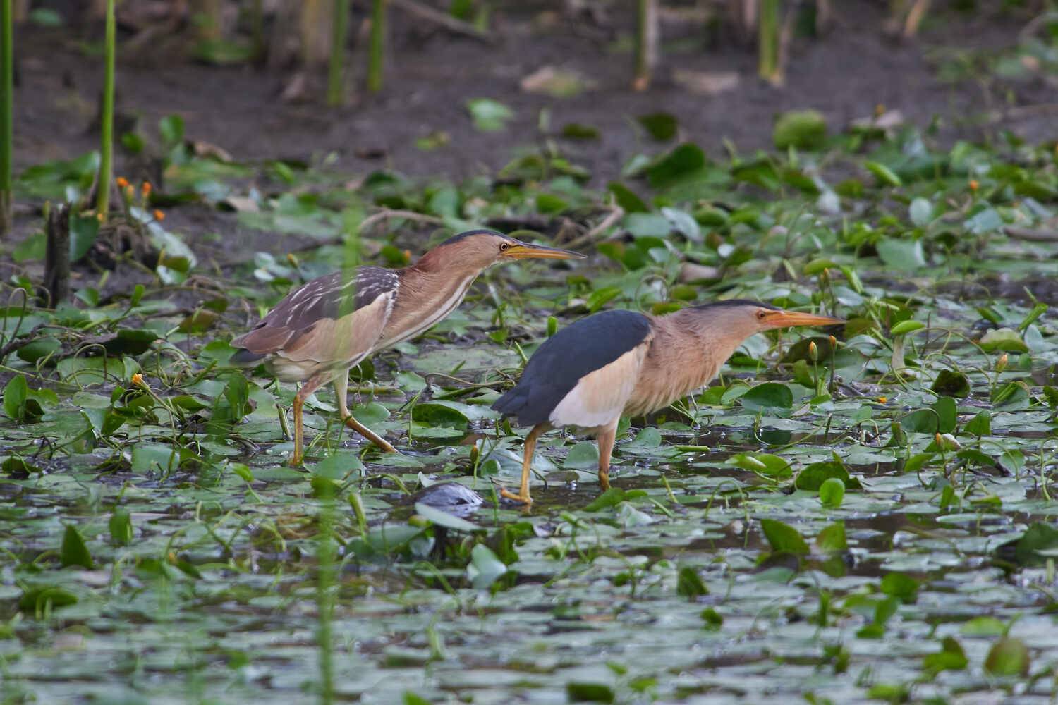 малая выпь, Ixobrychus minutus,, Павел Сторчилов