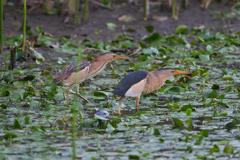 Малая выпь на охоте фото превью