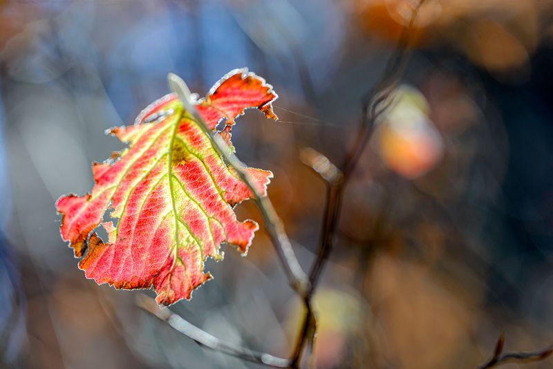 Есен фото превью