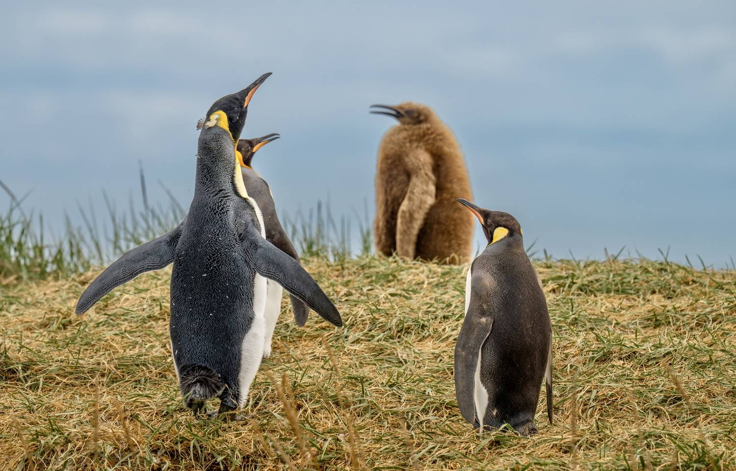 , Владимир Цветов