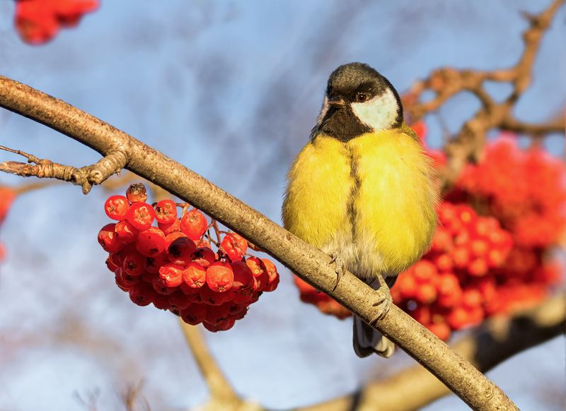 птица, синица, Синичкин день! (5 ФОТО) фото превью