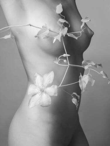Clematis. Nude Botanica