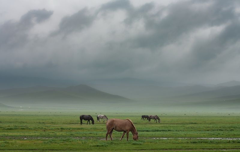 Монголия. Дождь в степи фото превью