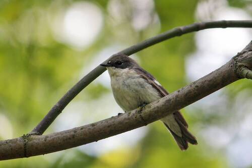 Мухоловка-пеструшка