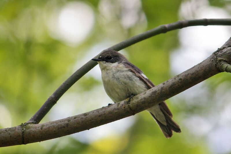 Мухоловка-пеструшка фото превью