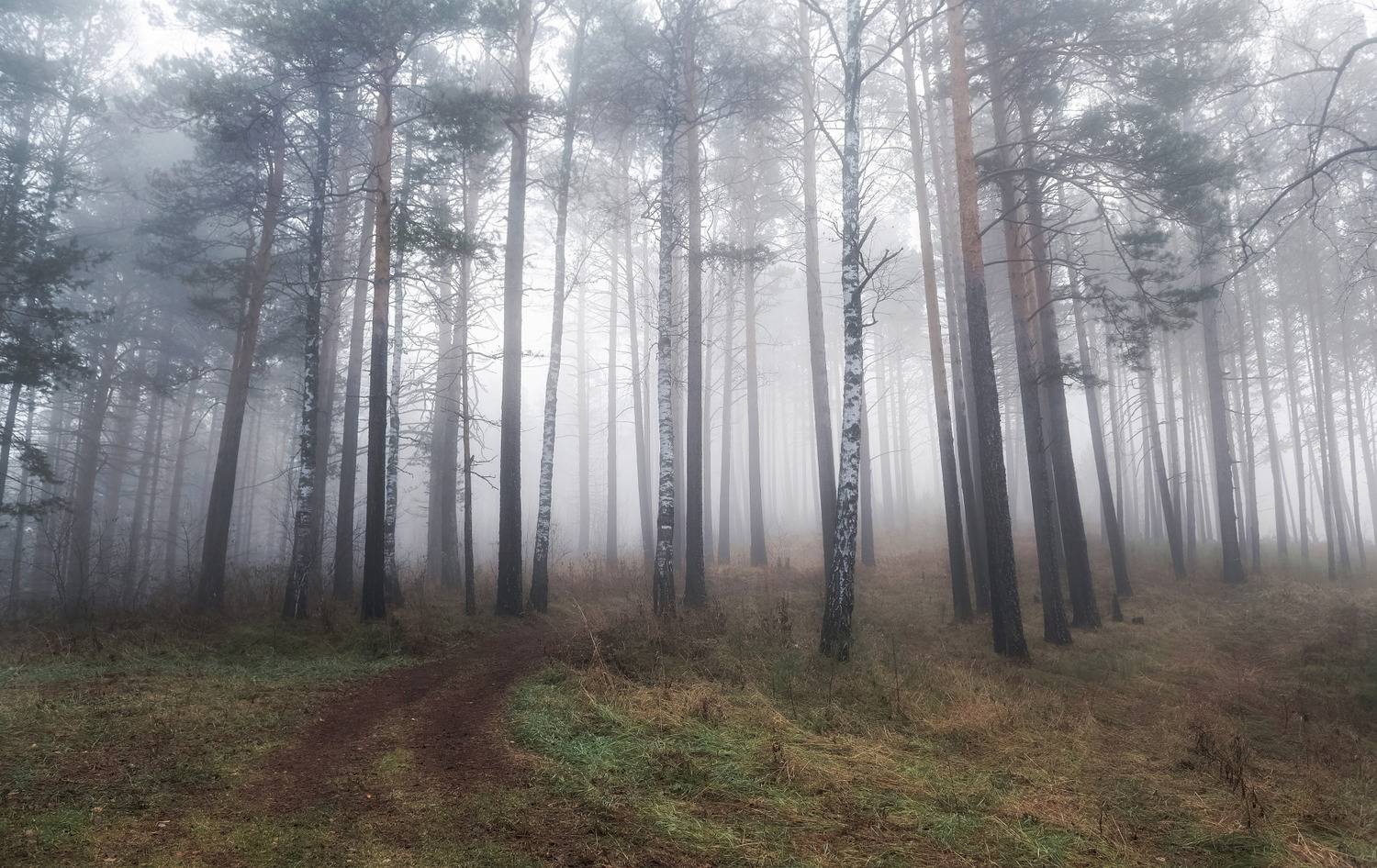 осень, туман, лес. сибирь, сосны, Марина Фомина